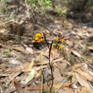 Diuris semilunulata at Fadden, ACT - 16 Oct 2024