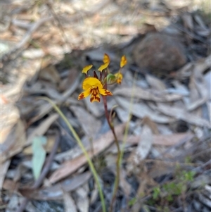 Diuris semilunulata at Fadden, ACT - 16 Oct 2024