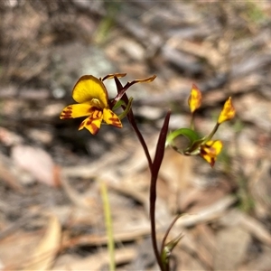 Diuris semilunulata at Fadden, ACT - 16 Oct 2024