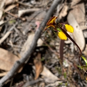 Diuris semilunulata at Fadden, ACT - 16 Oct 2024