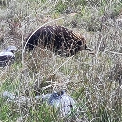 Tachyglossus aculeatus (Short-beaked Echidna) at Fadden, ACT - 16 Oct 2024 by Mike