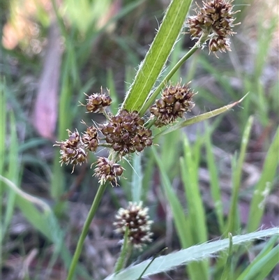 Luzula meridionalis (Common Woodrush) at Hall, ACT - 15 Oct 2024 by JaneR