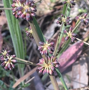 Lomandra multiflora at Hall, ACT - 16 Oct 2024 11:45 AM