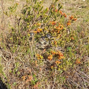 Pultenaea procumbens at Torrens, ACT - 17 Oct 2024 07:58 AM