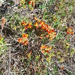 Pultenaea procumbens at Torrens, ACT - 17 Oct 2024 07:58 AM