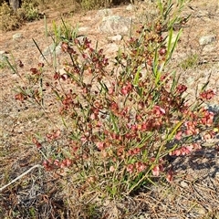 Dodonaea viscosa (Hop Bush) at Torrens, ACT - 16 Oct 2024 by LPadg