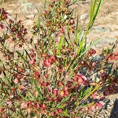 Dodonaea viscosa at Torrens, ACT - 17 Oct 2024