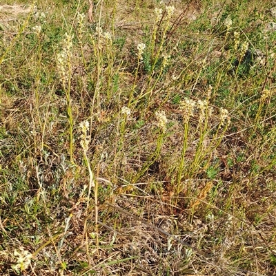 Stackhousia monogyna (Creamy Candles) at Torrens, ACT - 16 Oct 2024 by LPadg