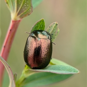 Chrysolina quadrigemina at Holder, ACT - 14 Oct 2024 12:46 PM