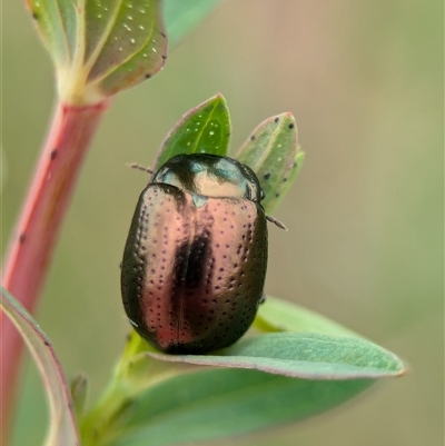 Chrysolina quadrigemina (Greater St Johns Wort beetle) at Holder, ACT - 14 Oct 2024 by Miranda