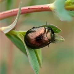 Chrysolina quadrigemina at Holder, ACT - 14 Oct 2024 12:46 PM