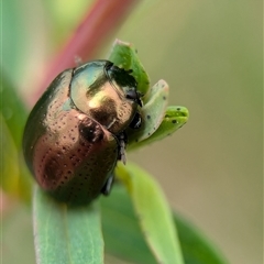 Chrysolina quadrigemina at Holder, ACT - 14 Oct 2024 12:46 PM