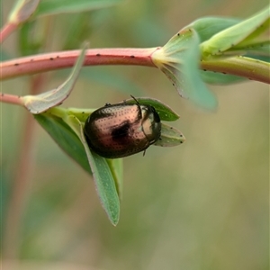 Chrysolina quadrigemina at Holder, ACT - 14 Oct 2024 12:46 PM