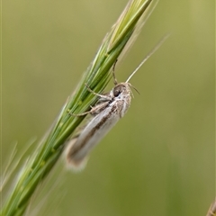 Philobota diaereta at Holder, ACT - 14 Oct 2024 by Miranda