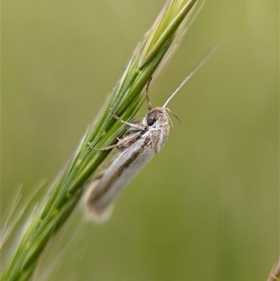 Philobota diaereta at Holder, ACT - 14 Oct 2024 by Miranda