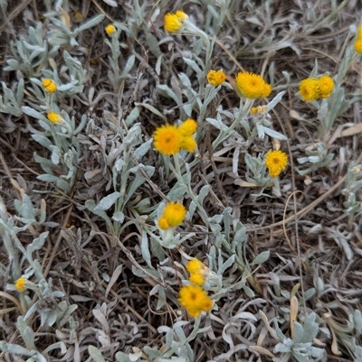 Chrysocephalum apiculatum (Common Everlasting) at Holder, ACT - 14 Oct 2024 by Miranda