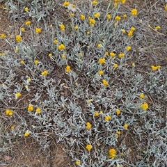 Chrysocephalum apiculatum at Holder, ACT - 14 Oct 2024