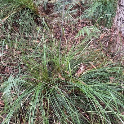 Xanthorrhoea macronema at Lorne, NSW - 17 Oct 2024 by Butlinz