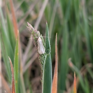 Philobota agnesella at Lawson, ACT - 16 Oct 2024