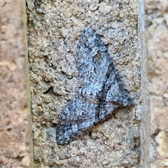 Phrissogonus laticostata (Apple looper moth) at Lyneham, ACT - 17 Oct 2024 by trevorpreston