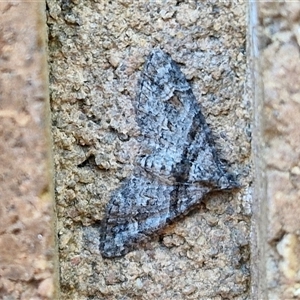 Phrissogonus laticostata at Lyneham, ACT - 17 Oct 2024