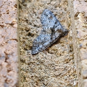 Phrissogonus laticostata at Lyneham, ACT - 17 Oct 2024