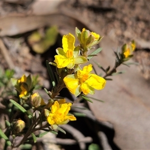 Hibbertia calycina at Hawker, ACT - 16 Oct 2024