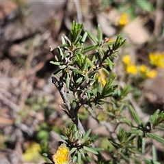 Hibbertia calycina at Hawker, ACT - 16 Oct 2024