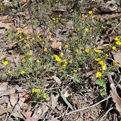 Hibbertia calycina at Hawker, ACT - 16 Oct 2024