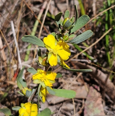 Hibbertia obtusifolia (Grey Guinea-flower) at Hawker, ACT - 16 Oct 2024 by sangio7