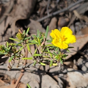 Hibbertia calycina at Hawker, ACT - 16 Oct 2024 11:19 AM