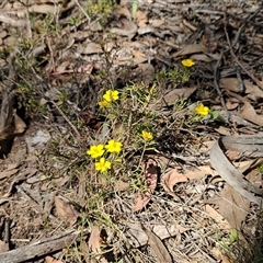 Hibbertia calycina at Hawker, ACT - 16 Oct 2024 11:19 AM