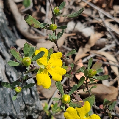 Hibbertia obtusifolia (Grey Guinea-flower) at Hawker, ACT - 16 Oct 2024 by sangio7