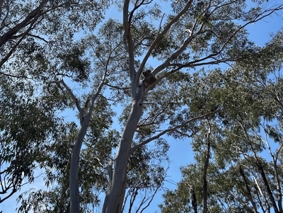 Phascolarctos cinereus (Koala) at Jacka, ACT - 17 Oct 2024 by wadef