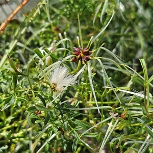 Clematis leptophylla at Hawker, ACT - 16 Oct 2024 11:54 AM