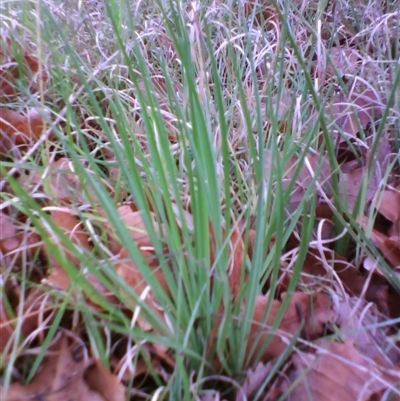 Unverified Lily or Iris at Barton, ACT - 13 Oct 2010 by JasonPStewartNMsnc2016