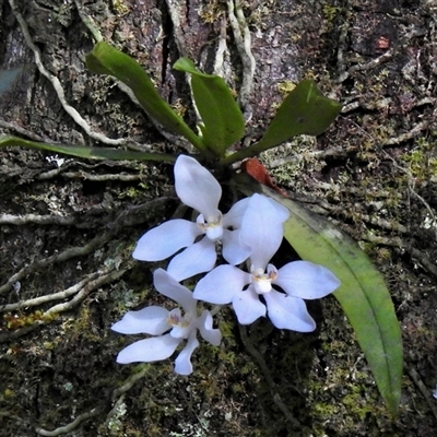 Sarcochilus falcatus (Orange Blossum Orchid) at Fitzroy Falls, NSW - 17 Oct 2024 by GlossyGal