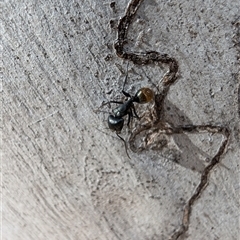 Camponotus aeneopilosus (A Golden-tailed sugar ant) at Aranda, ACT - 13 Oct 2024 by mroseby