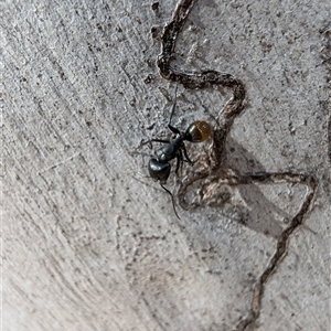 Camponotus aeneopilosus at Aranda, ACT - 13 Oct 2024