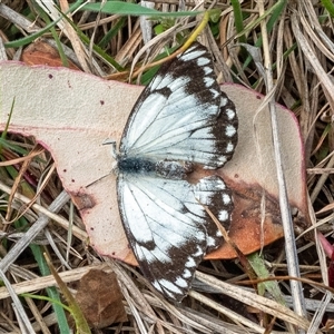 Belenois java at Tennent, ACT - 16 Oct 2024 02:14 PM