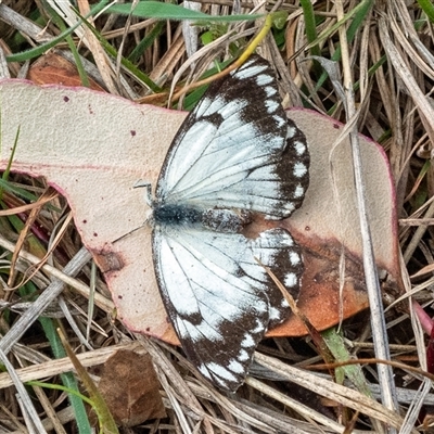 Belenois java (Caper White) at Tennent, ACT - 16 Oct 2024 by Philip