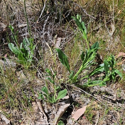 Hackelia suaveolens (Sweet Hounds Tongue) at Hawker, ACT - 16 Oct 2024 by sangio7