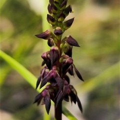 Corunastylis vernalis (East Lynne Midge Orchid) at East Lynne, NSW - 17 Oct 2024 by Csteele4