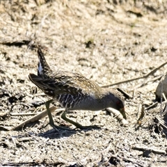 Porzana fluminea (Australian Spotted Crake) at Strathnairn, ACT - 17 Oct 2024 by Thurstan