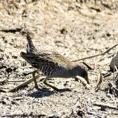 Porzana fluminea (Australian Spotted Crake) at Strathnairn, ACT - 17 Oct 2024 by Thurstan