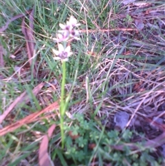 Wurmbea dioica subsp. dioica (Early Nancy) at Kingston, ACT - 9 Oct 2010 by JasonPStewartNMsnc2016