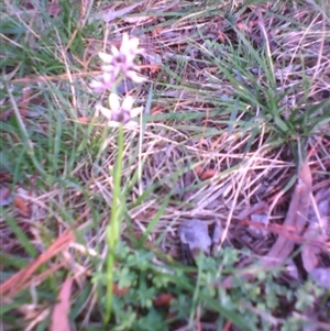 Wurmbea dioica subsp. dioica at Kingston, ACT - 9 Oct 2010 06:04 PM