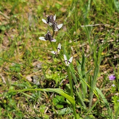 Wurmbea dioica subsp. dioica (Early Nancy) at Hawker, ACT - 16 Oct 2024 by sangio7