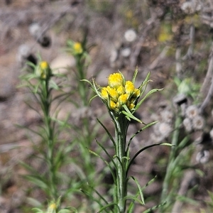 Chrysocephalum semipapposum at Hawker, ACT - 16 Oct 2024