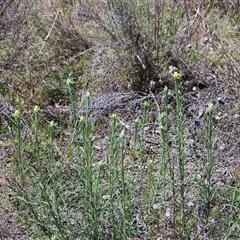 Chrysocephalum semipapposum at Hawker, ACT - 16 Oct 2024